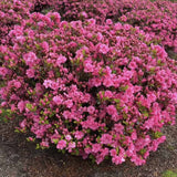 Azaleee Japoneza (Rhododendron) Babuschka, compact cu flori roz Intense, sol acid, semi-umbra