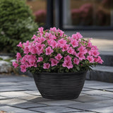 Azaleee Japoneza (Rhododendron) Babuschka, compact cu flori roz Intense, sol acid, semi-umbra