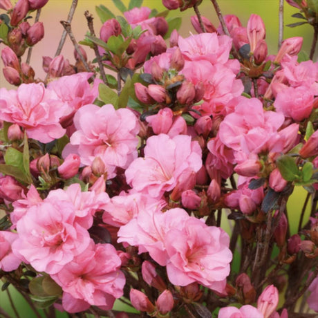 Azaleee Japoneza (Rhododendron) Babuschka, compact cu flori roz Intense, sol acid, semi-umbra