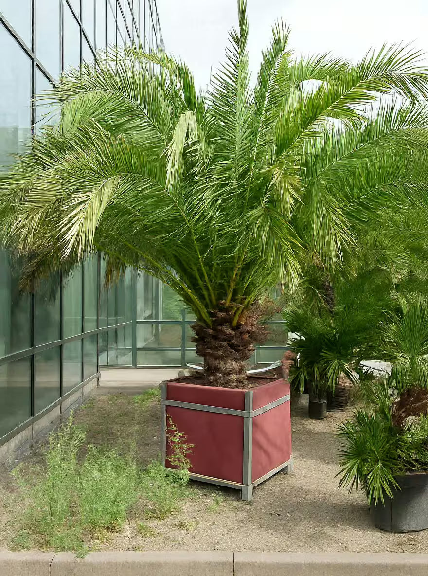 Palmier de Cocos (Butia capitata), palmier exotic rezistent la frig, cu fructe comestibile, pentru gradina si terasa- 100-125 cm