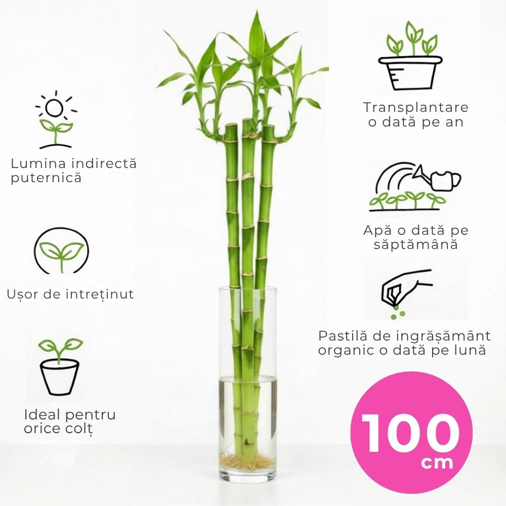 Bambus cu tulpina dreapta Lucky/Norocos, planta decorativa de interior Feng Shui, usor de ingrijit, simbol al norocului - 100 cm