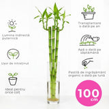 Bambus cu tulpina dreapta Lucky/Norocos, planta decorativa de interior Feng Shui, usor de ingrijit, simbol al norocului - 100 cm