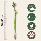 Bambus cu tulpina dreapta Lucky/Norocos, planta decorativa de interior Feng Shui, usor de ingrijit, simbol al norocului - 100 cm