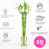 Bambus cu tulpina dreapta Lucky/Norocos, 50 cm, planta decorativa de interior Feng Shui, usor de ingrijit, simbol al norocului
