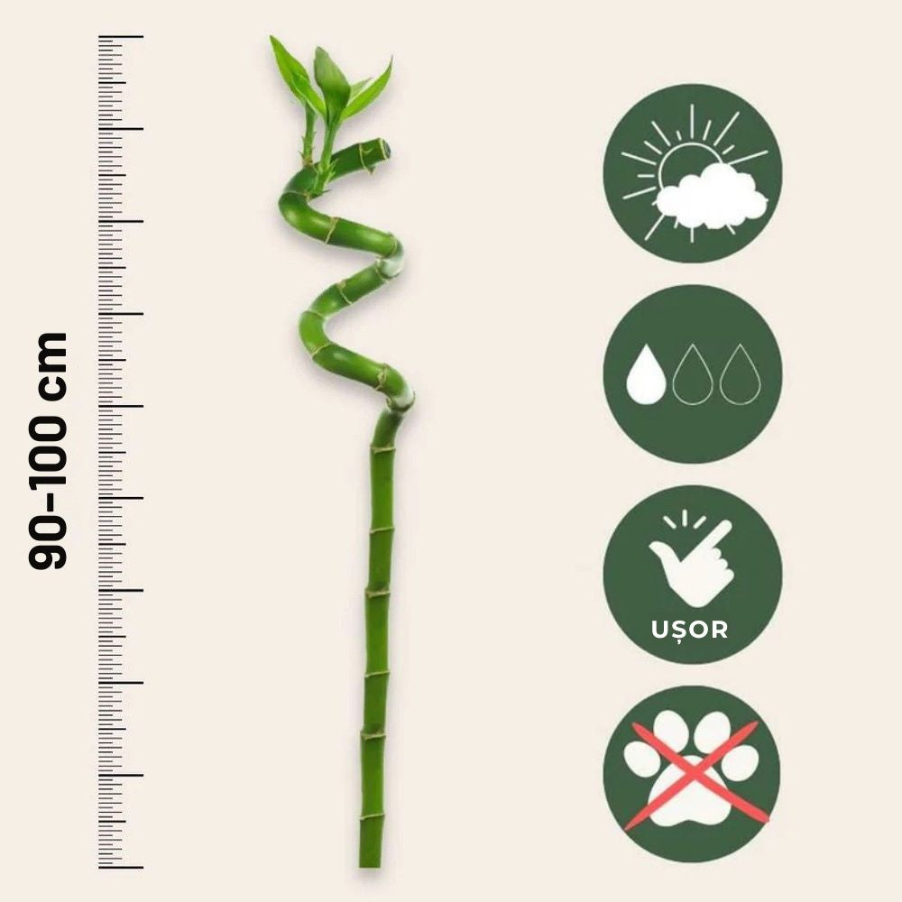 Bambus Ondulat Lucky/Norocos Spiral, 100 cm, planta decorativa de interior Feng Shui, usor de ingrijit, simbol al norocului, ideal pentru cadou