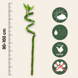 Bambus Ondulat Lucky/Norocos Spiral, 100 cm, planta decorativa de interior Feng Shui, usor de ingrijit, simbol al norocului, ideal pentru cadou