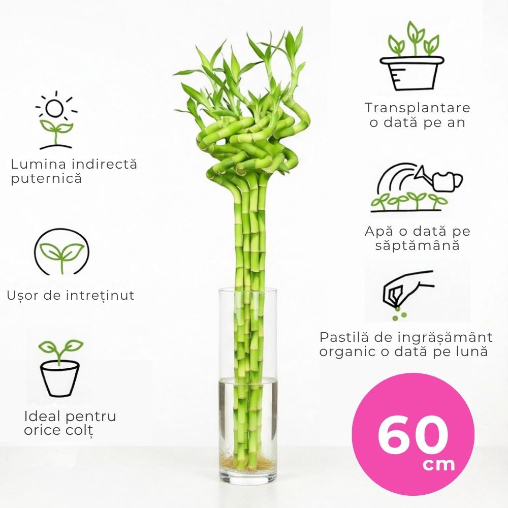 Bambus Ondulat Lucky/Norocos Spiral, 60 cm, planta decorativa de interior Feng Shui, usor de ingrijit, simbol al norocului, ideal pentru cadou