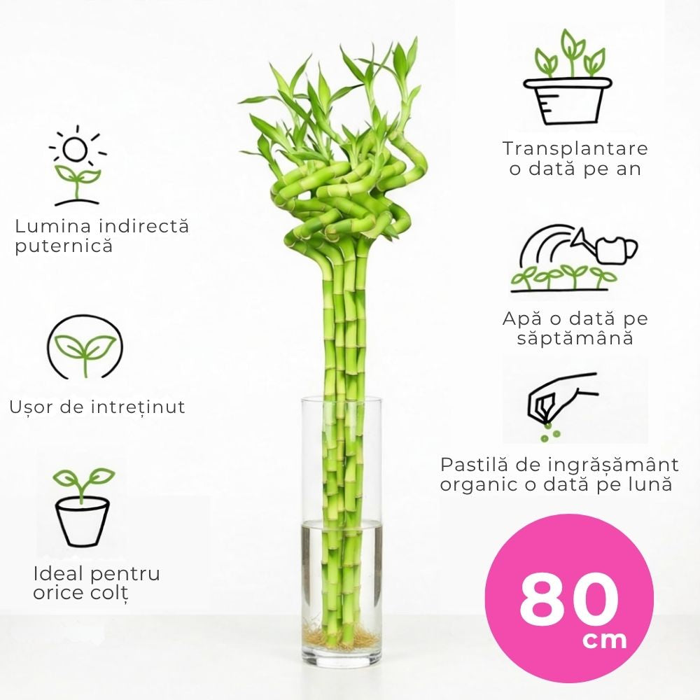 Bambus Ondulat Lucky/Norocos Spiral, 80 cm, planta decorativa de interior Feng Shui, usor de ingrijit, simbol al norocului, ideal pentru cadou