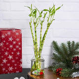 Bambus Ondulat Lucky/Norocos Spiral, 100 cm, planta decorativa de interior Feng Shui, usor de ingrijit, simbol al norocului, ideal pentru cadou de Craciun
