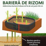 Bambus de Gradina Gigant (Phyllostachys) Henon, bambus decorativ rezistent la ger, crestere rapida