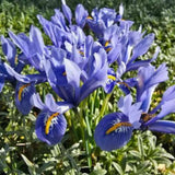 Iris Germanica mov-pal (Stanjenel) Bedtime Story, cu flori albastru deschis-violet parfumate, crestere rapida, bulb plantat In ghiveci