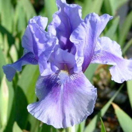 Iris Germanica mov-pal (Stanjenel) Bedtime Story, cu flori albastru deschis-violet parfumate, crestere rapida, bulb plantat In ghiveci