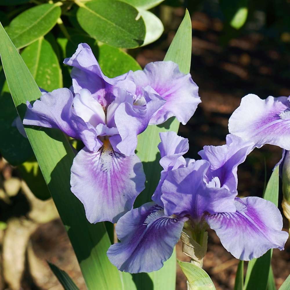 Iris Germanica mov-pal (Stanjenel) Bedtime Story, cu flori albastru deschis-violet parfumate, crestere rapida, bulb plantat In ghiveci