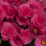 Begonia Elat. Adonia Pink, planta de interior cu flori roz decorative