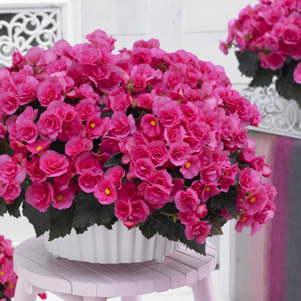 Begonia Elat. Adonia Pink, planta de interior cu flori roz decorative