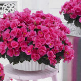 Begonia Elat. Adonia Pink, planta de interior cu flori roz decorative