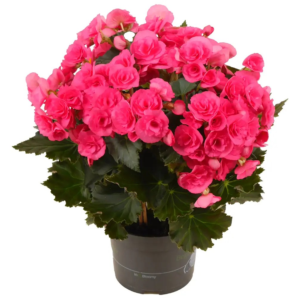 Begonia Elat. Adonia Pink, planta de interior cu flori roz decorative