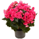 Begonia Elat. Adonia Pink, planta de interior cu flori roz decorative
