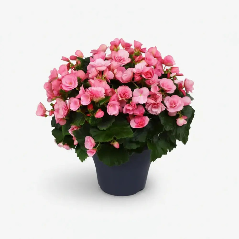 Begonia Elat. Betulia Candy Pink, planta de interior cu flori decorative roz
