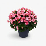 Begonia Elat. Betulia Candy Pink, planta de interior cu flori decorative roz