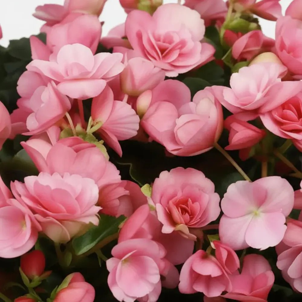 Begonia Elat. Betulia Candy Pink, planta de interior cu flori decorative roz
