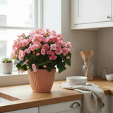 Begonia Elat. Betulia Candy Pink, planta de interior cu flori decorative roz