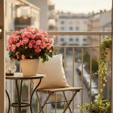 Begonia Elat. Betulia Candy Pink, planta de interior cu flori decorative roz