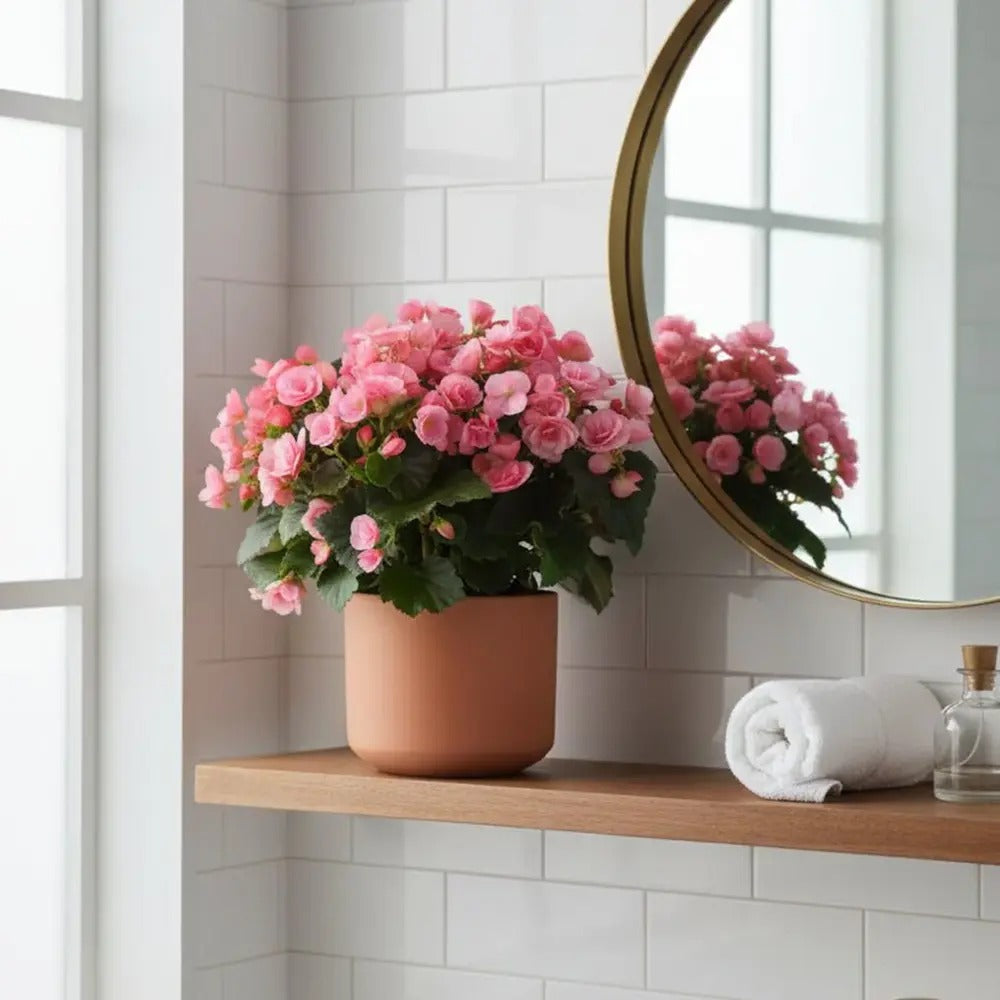 Begonia Elat. Betulia Candy Pink, planta de interior cu flori decorative roz