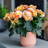 Begonia Elatior Hailey Sunset, planta de interior cu flori decorative in nuante calde