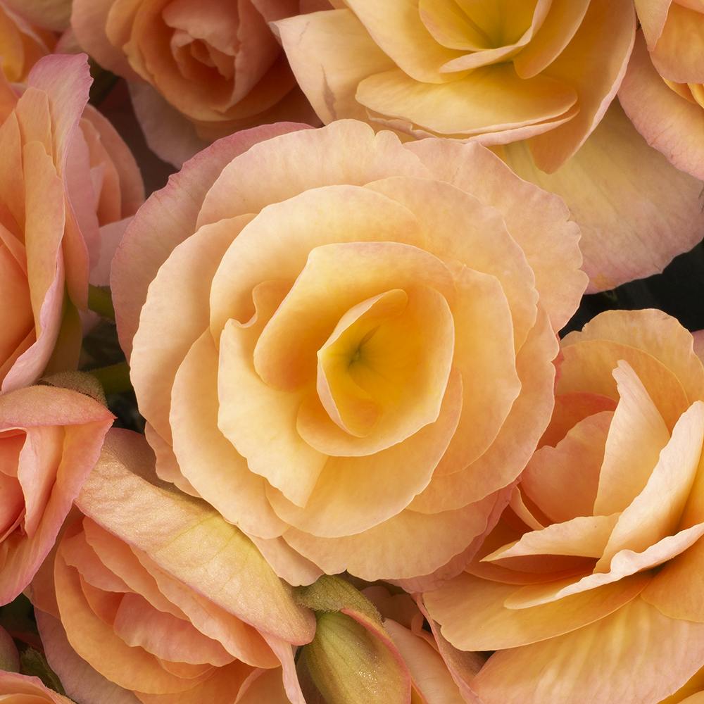 Begonia Elatior Hailey Sunset, planta de interior cu flori decorative in nuante calde