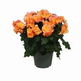 Begonia Elatior Hailey Sunset, planta de interior cu flori decorative in nuante calde
