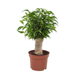 Ficus Bonsai Benjamina Natasja - 35 cm