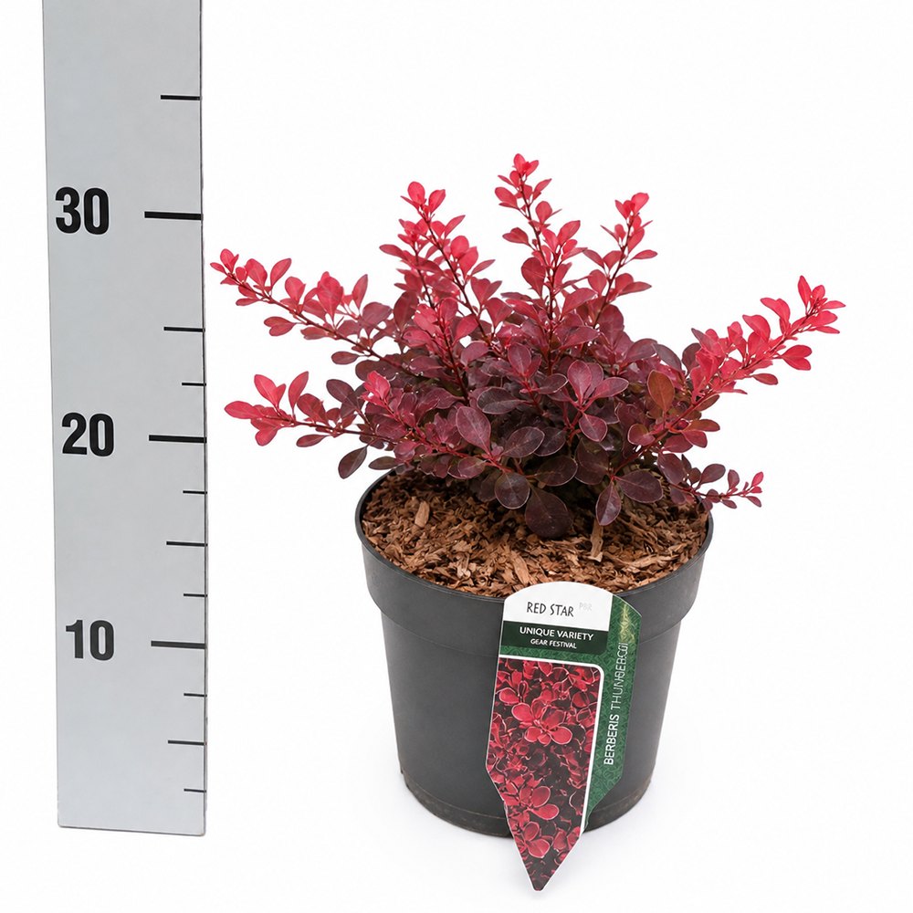 Dracila Berberis Japoneza rosu Red Star, arbust decorativ cu frunze rosii pentru gard viu sau plantare solitara