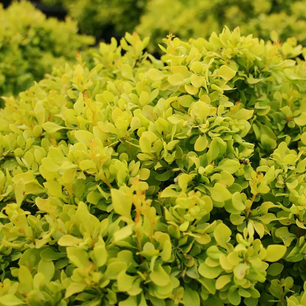 Dracila Berberis Japoneza Goldalita, arbust ornamental, frunze galbene-aurii, gradina sau ghiveci