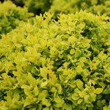 Dracila Berberis Japoneza Goldalita, arbust ornamental, frunze galbene-aurii, gradina sau ghiveci