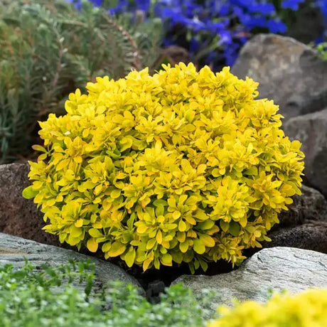 Dracila Berberis Japoneza Goldalita, arbust ornamental, frunze galbene-aurii, gradina sau ghiveci