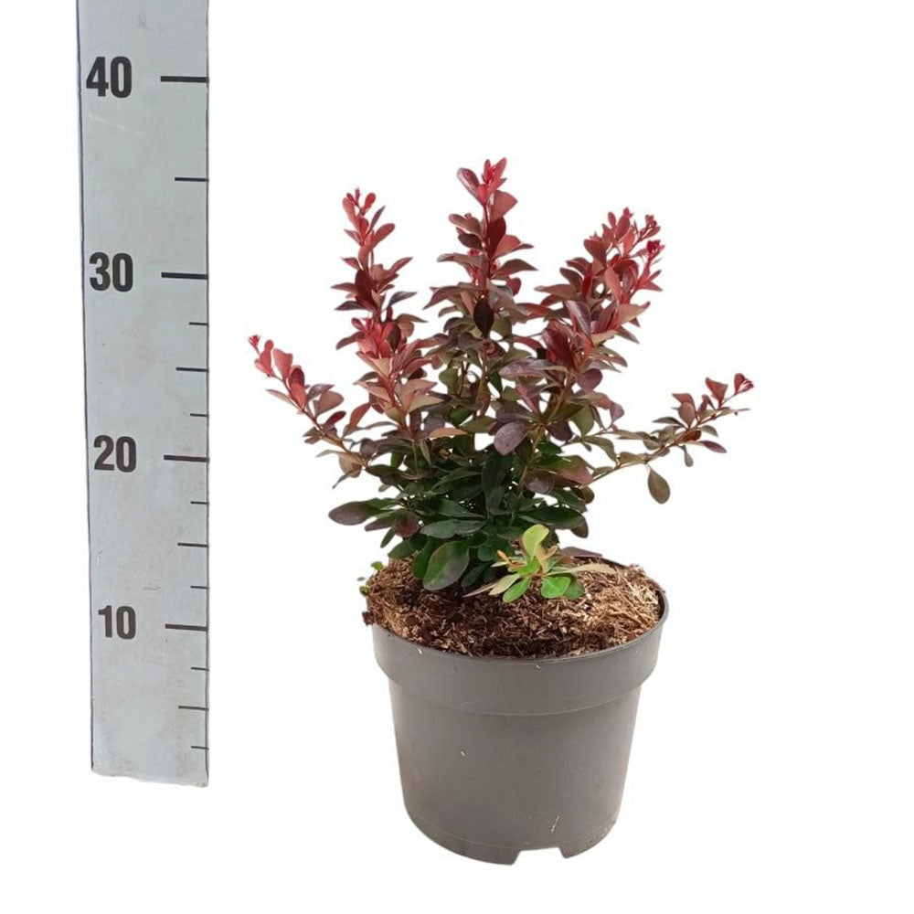 Dracila Berberis Japoneza Atropurpurea Nana, arbust pitic cu frunze rosu-purpurii, ideal pentru borduri
