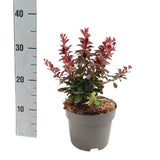Dracila Berberis Japoneza Atropurpurea Nana, arbust pitic cu frunze rosu-purpurii, ideal pentru borduri