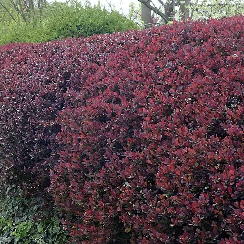 Dracila Berberis Japoneza Atropurpurea Nana, arbust pitic cu frunze rosu-purpurii, ideal pentru borduri