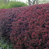 Dracila Berberis Japoneza Atropurpurea Nana, arbust pitic cu frunze rosu-purpurii, ideal pentru borduri
