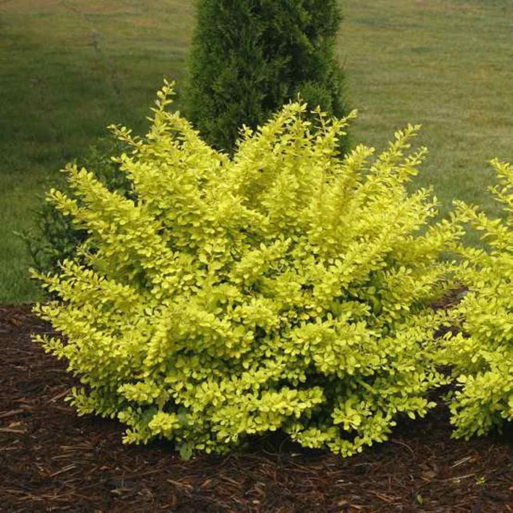 Dracila Berberis galbena Japoneza Lime Star, arbust decorativ cu frunze galbene verzi pentru gard viu si borduri