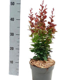 Dracila Berberis Japoneza Red Pillar, arbust columunar decorativ cu frunze rosii pentru gard viu