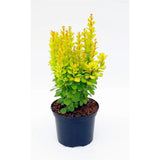 Dracila Berberis Japoneza Golden Rocket, arbust columunar cu frunze galbene aurii pentru gard viu decorativ su borduri