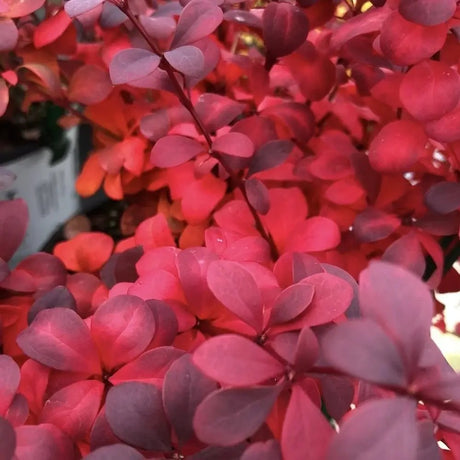 Dracila Berberis Japoneza rosu Red Star, arbust decorativ cu frunze rosii pentru gard viu sau plantare solitara