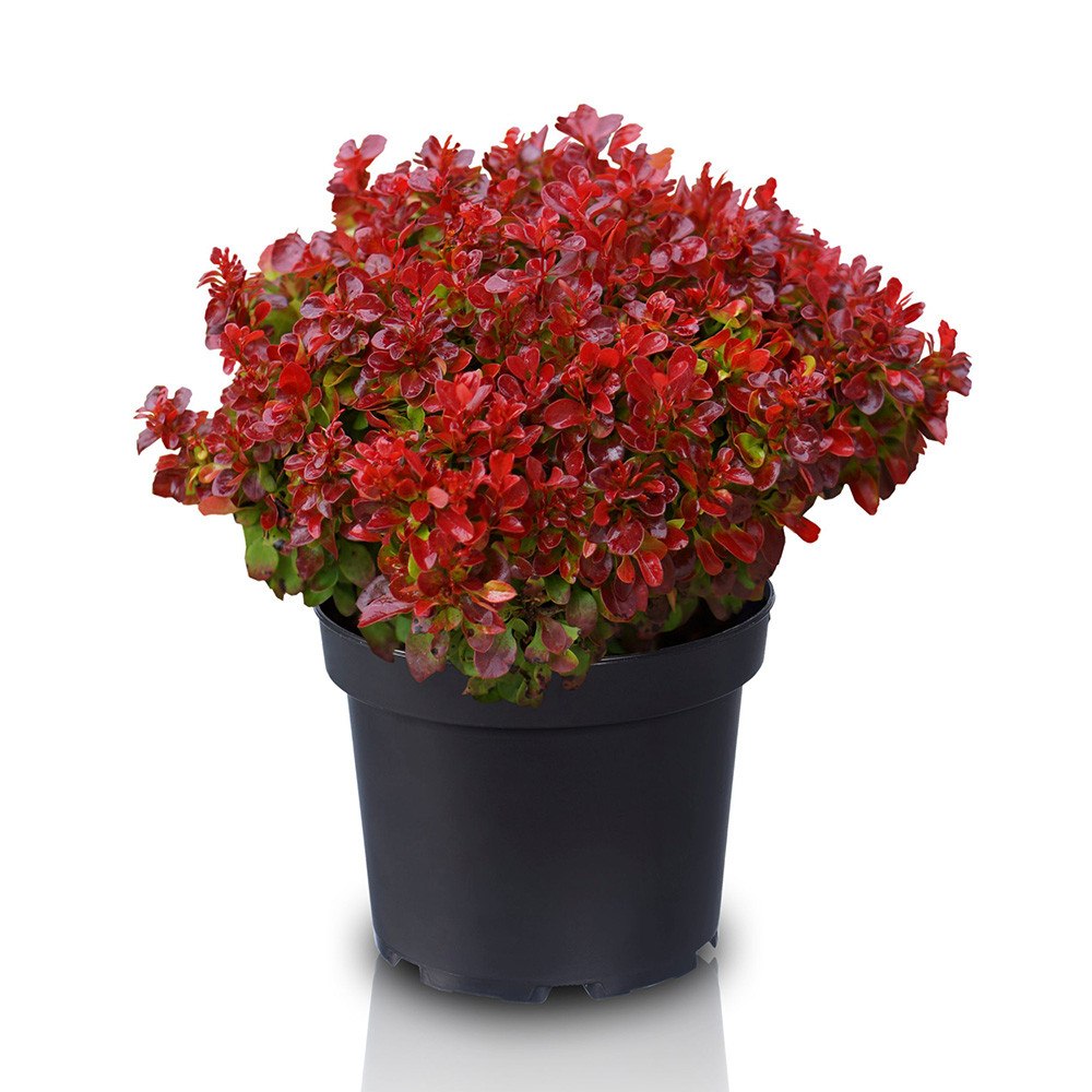Dracila Berberis japoneza Lutin Rouge, arbust decorativ rosu, fructe rosii comestibile procesate, borduri si gard viu mic, rezistent la ger