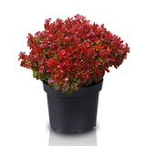 Dracila Berberis japoneza Lutin Rouge, arbust decorativ rosu, fructe rosii comestibile procesate, borduri si gard viu mic, rezistent la ger