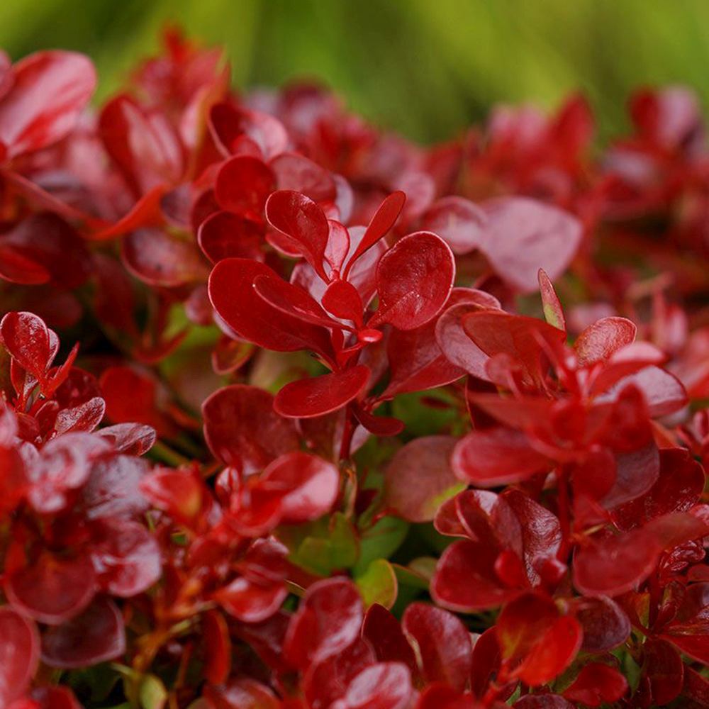 Dracila Berberis japoneza Lutin Rouge, arbust decorativ rosu, fructe rosii comestibile procesate, borduri si gard viu mic, rezistent la ger