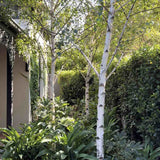 Mesteacan Alb Pur Doorenbos (Betula Utilis), scoarta alba decorativa, exfoliaza in mod atractiv, crestere rapida