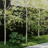 Mesteacan Alb-Argintiu (Betula Pendula), scoarta alba-argintie decorativa, exfoliaza in fasii subtiri, crestere rapida