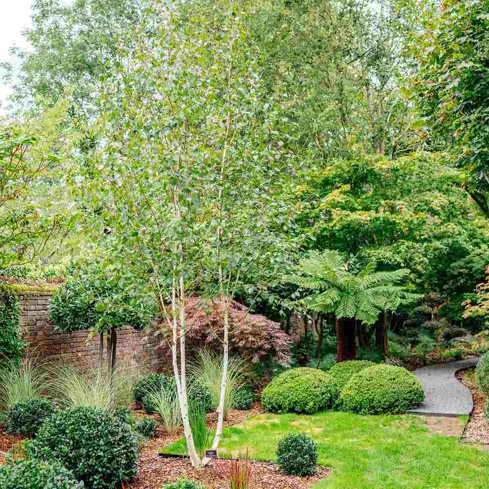 Mesteacan Alb Pur Doorenbos (Betula Utilis), scoarta alba decorativa, exfoliaza in mod atractiv, crestere rapida